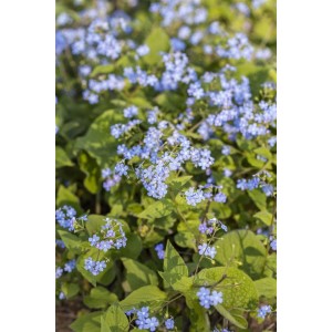 Detailaufnahme des Kaukasusvergissmeinnicht (Brunnera Macrophylla) mit zarten, hellblauen Blüten und grünen Blättern.