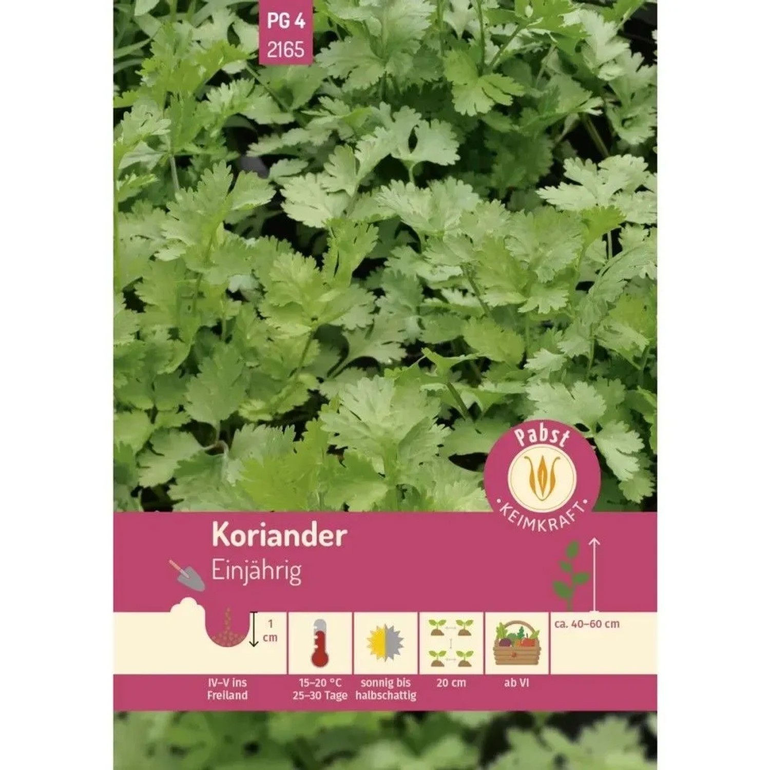 Pabst Keimkraft Koriander Einjährig & Feinwürzig Saatgut