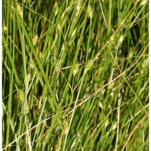 Detailaufnahme der Winkel Segge (Carex remota), einer grünen Staude mit kleinen Blütenständen.