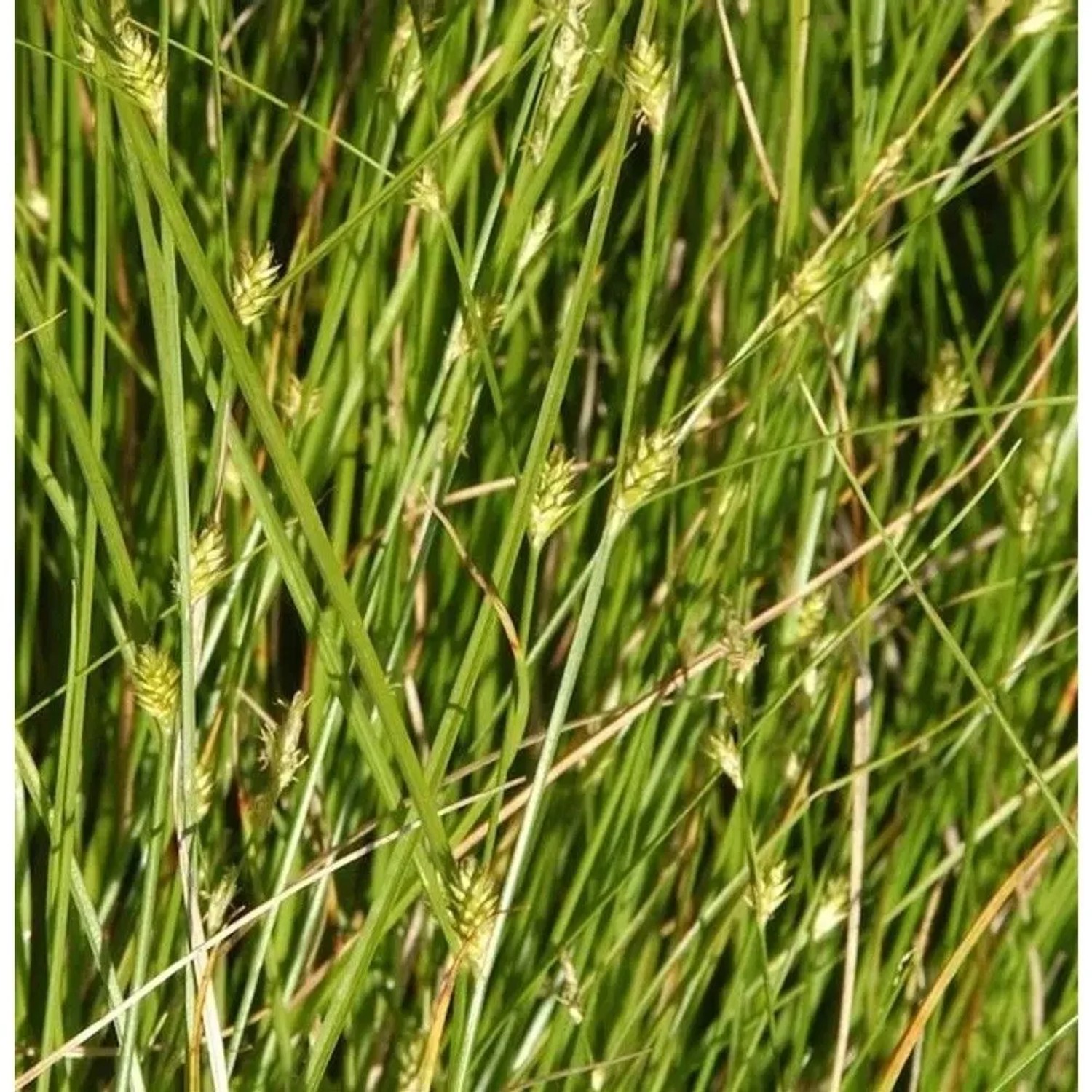 Winkel Segge - Carex remota