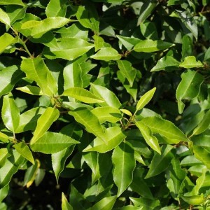Portugiesischer Kirschlorbeer 'Angustifolia' Prunus lusitanica 40 bis 50 cm im Container Dunkelgrünes Laub
