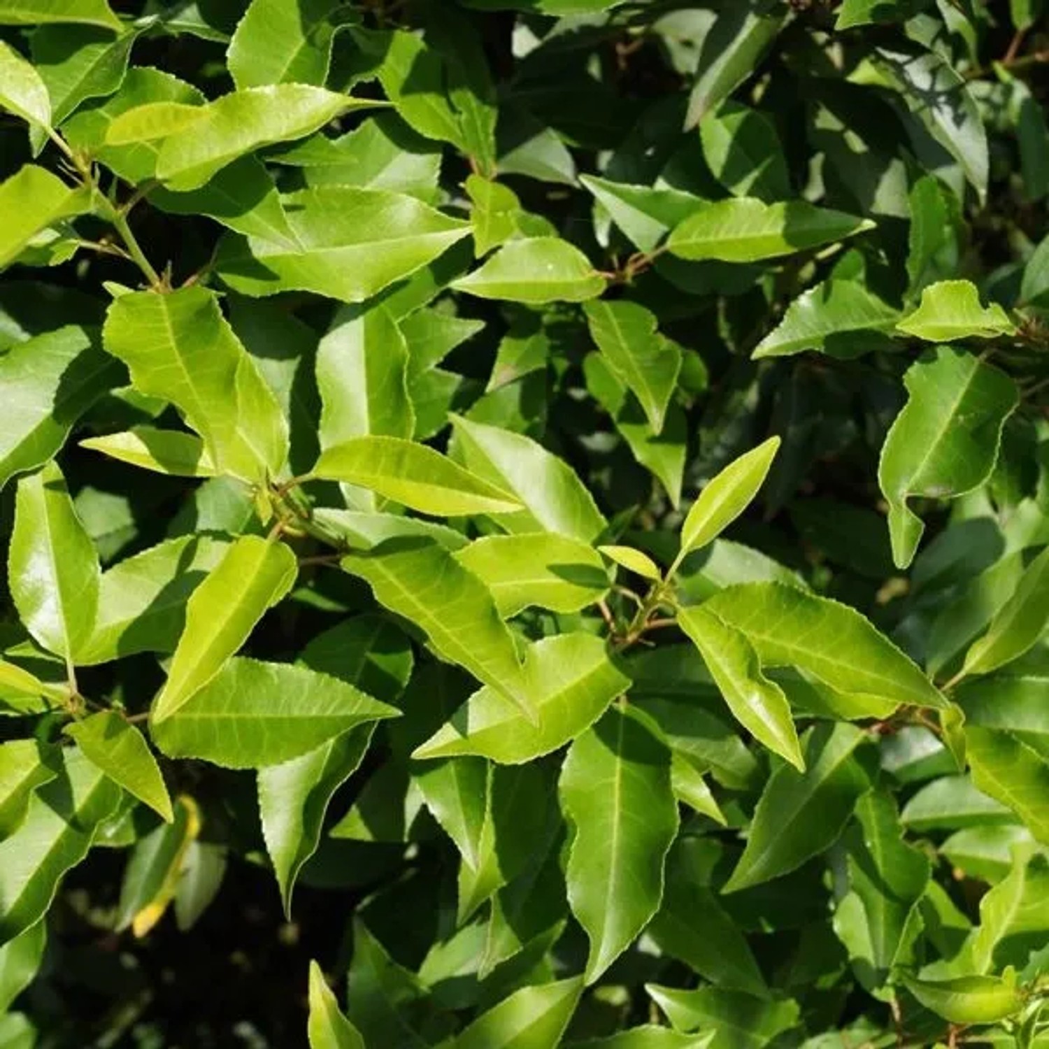 Portugiesischer Kirschlorbeer 'Angustifolia' Prunus,usitanica 40 bis 50 cm im Container Dunkelgrünes Laub