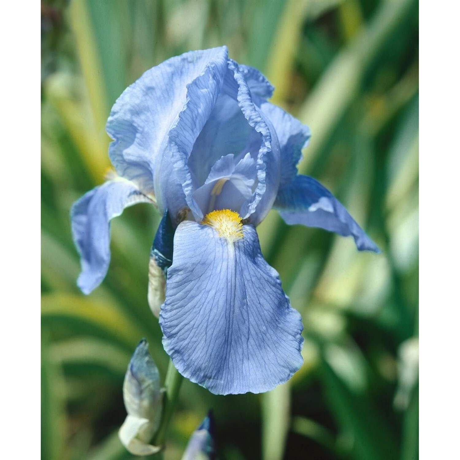 Iris X Barb.-Elat.'Empress Of India' Schwertlilie Ca. 11x11 cm Topf günstig online kaufen