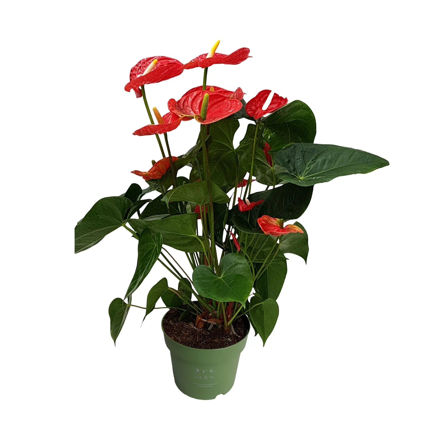 Plant In A Box Flamingoblume Inkl. Dekorativer Korb Anthurium 'Madural Red' Höhe 55cm Ø17 Rot