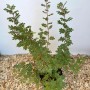 Baumfink Bibernellrose als Topfpflanze, 60-100cm, mit grünen Blättern und Trieben.