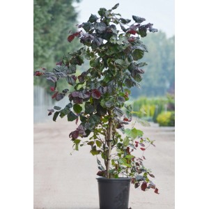 Korkenzieherhasel Red Majestic im Topf, ca. 100cm hoch, mit rotlaubigen, gewundenen Ästen.