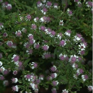 Waagerechte Herbst Aster - Aster lateriflorus