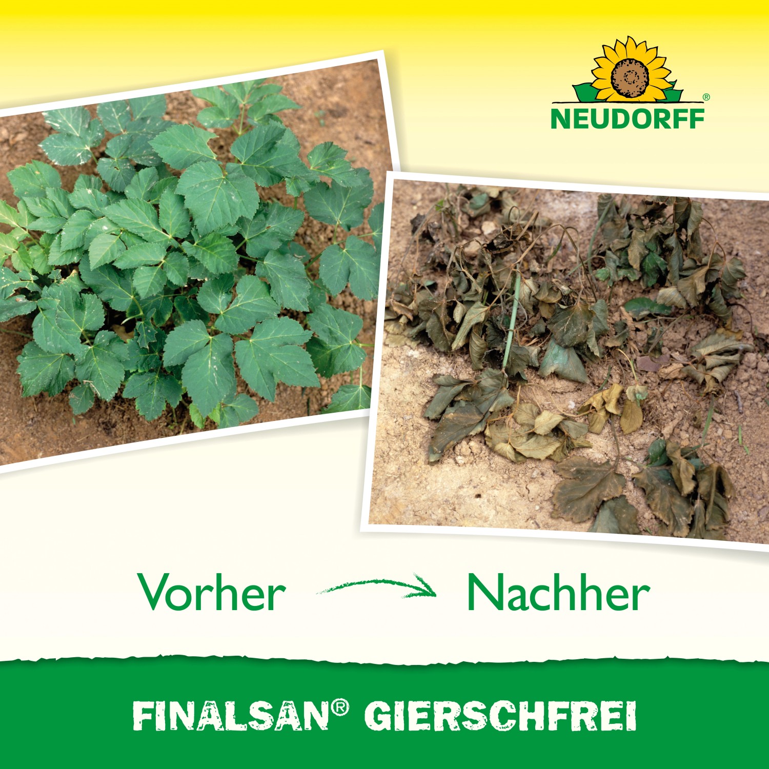 Vorher-Nachher-Vergleich von Giersch nach Behandlung mit Finalsan Giersch-Frei. Unkrautbekämpfung im Beet.