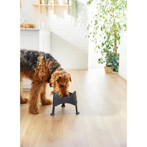 Hund frisst aus höhenverstellbarem, anthrazitfarbenem Rotho Futternapf Sammy.