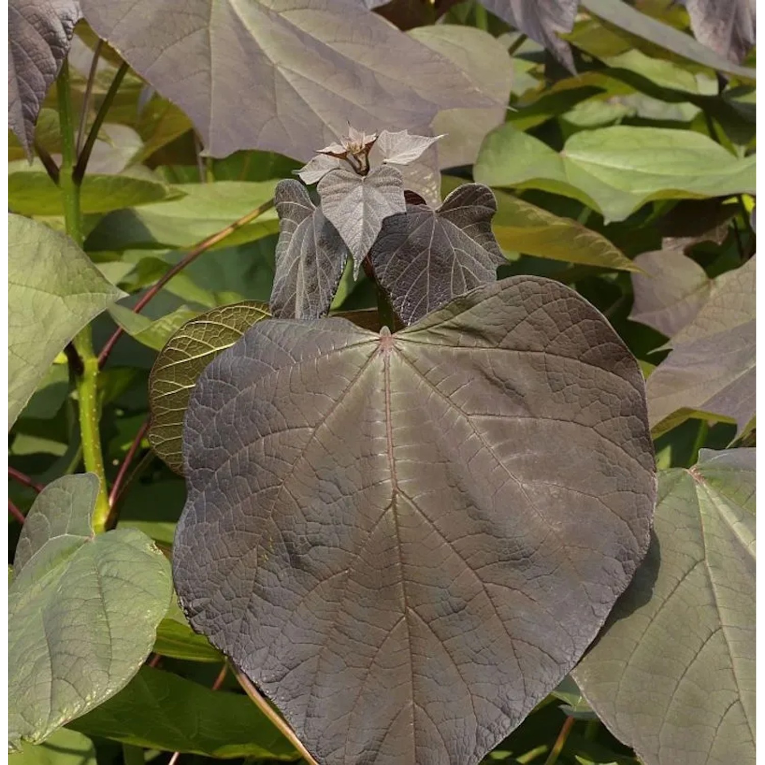 Trompetenbaum Purpurea 100-125cm - Catalpa erubescens