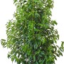 Portugiesischer Kirschlorbeer Angustifolia, ca. 100-120cm hoch, im Topf. Immergrüne Heckenpflanze.