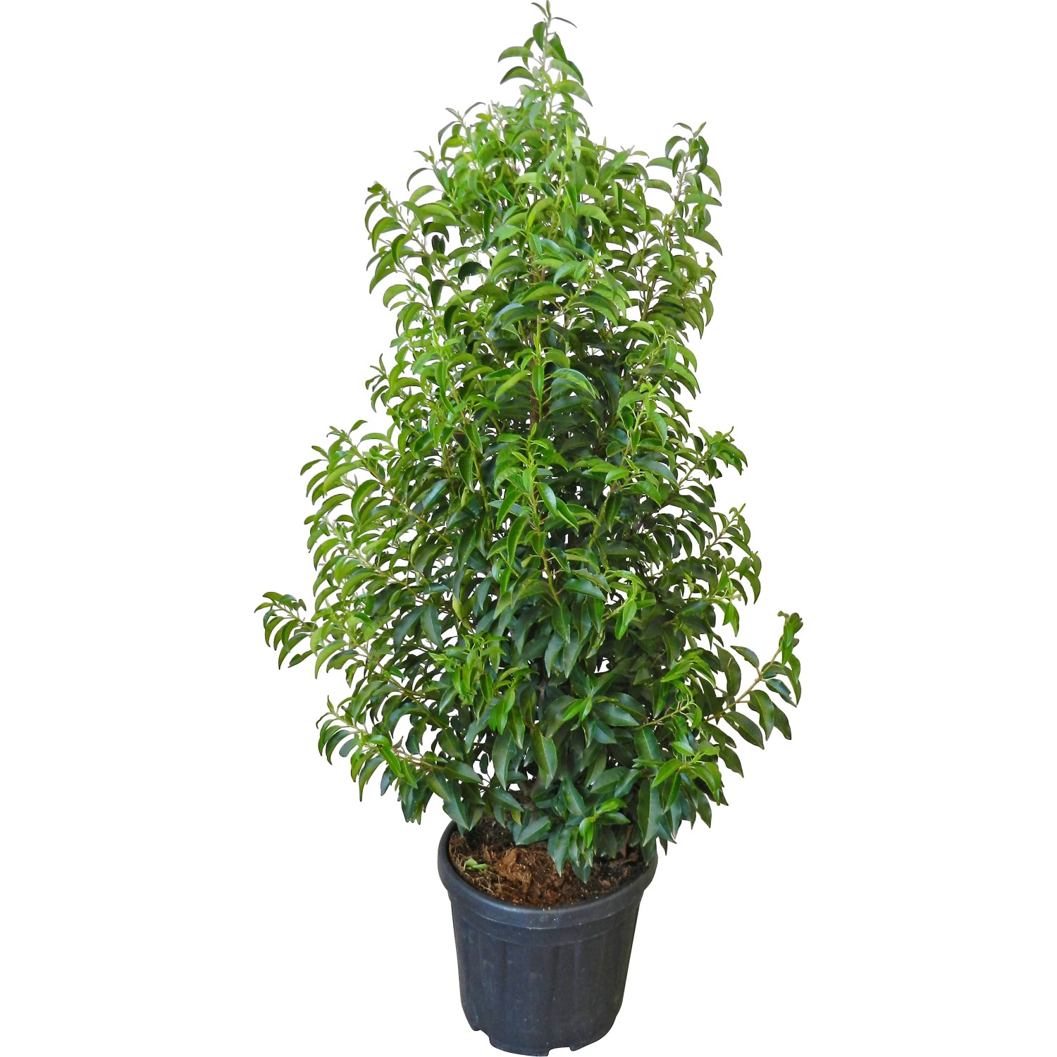 GROW by OBI Portugiesischer Kirschlorbeer Angustifolia 100 cm 18 l kaufen  bei OBI