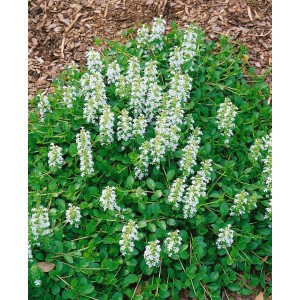 Blühender Günsel 'Sanne' als Bodendecker mit weißen Blüten im 9x9 cm Topf.