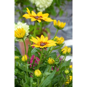 Sonnenhut 'Sunbeckia': Gelb-braune Blüten, ca. 20-30 cm hoch, insektenfreundlich, für sonnige Standorte.