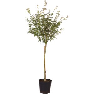 GROW by OBI Fächerahorn Seiryu, ca. 60cm hoch im 6l Topf. Zarter Ahorn mit feinen Blättern.