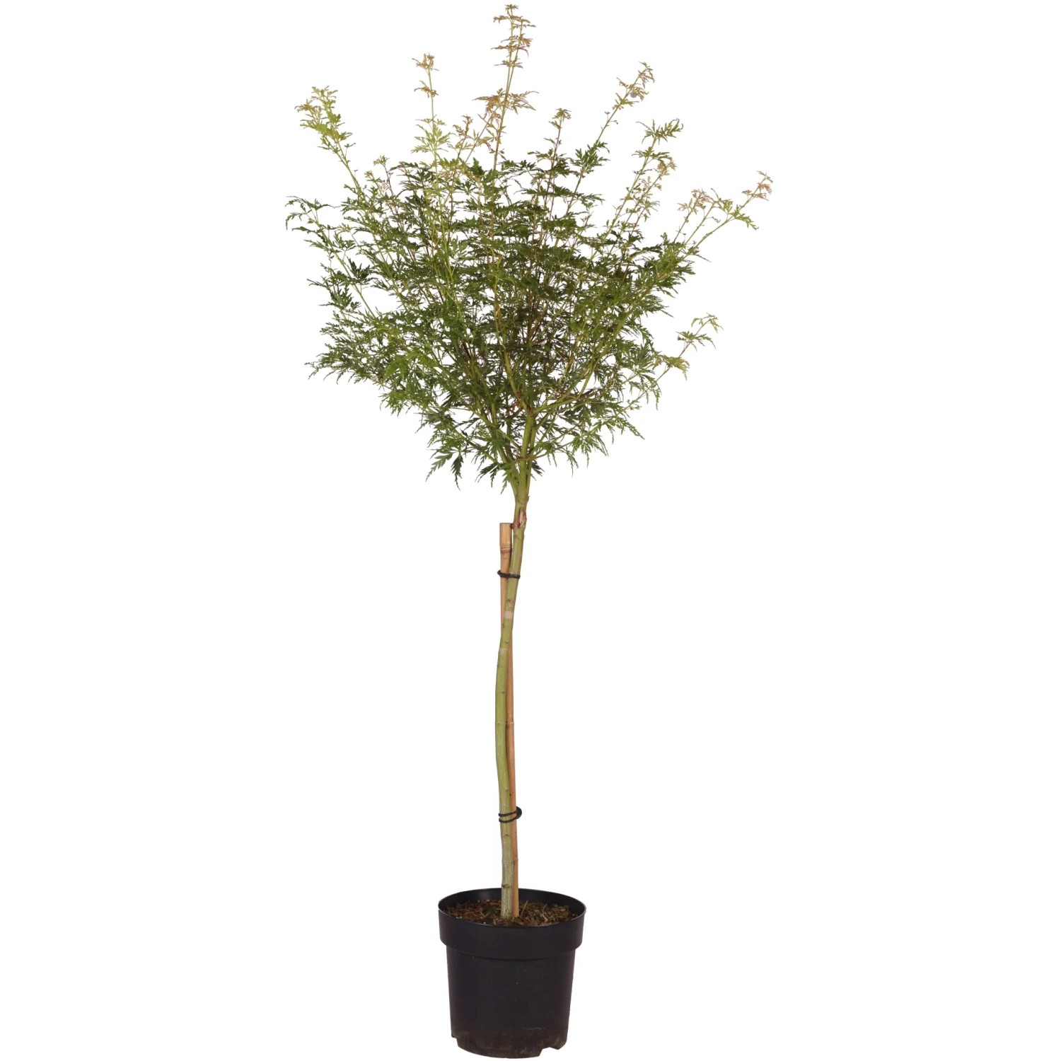 GROW by OBI Fächerahorn Seiryu, ca. 60cm hoch im 6l Topf. Zarter Ahorn mit feinen Blättern.