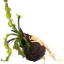 Dennerle Aponogeton Longiplumulosus Aquariumpflanze mit Knolle und Wurzeln.