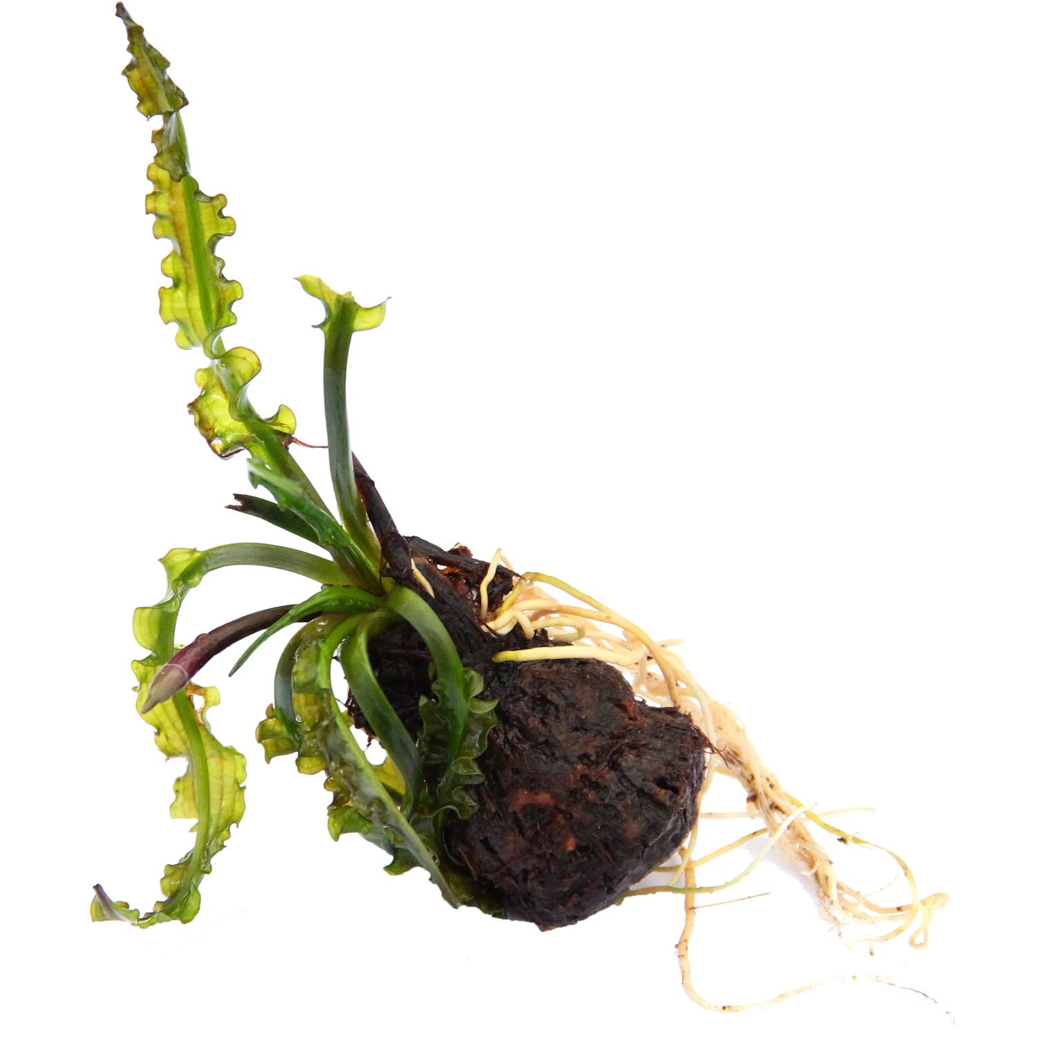 Dennerle Aponogeton Longiplumulosus Aquariumpflanze mit Knolle und Wurzeln.