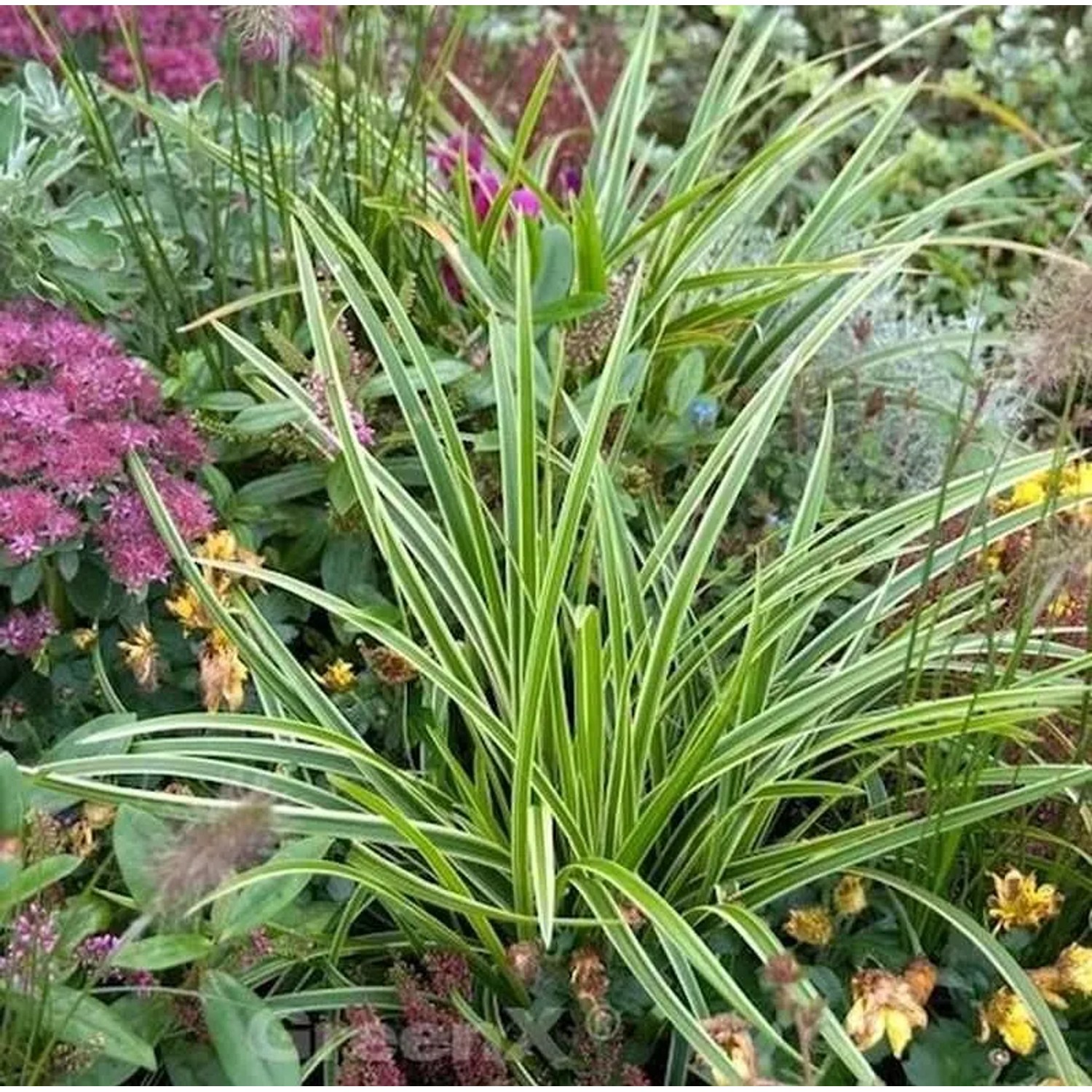 Immergrüne Japan Segge Variegata - Carex morrowii