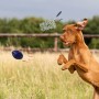 Hund springt nach blauem Petsation Kauspielzeug Ball, ein Intelligenzspielzeug.