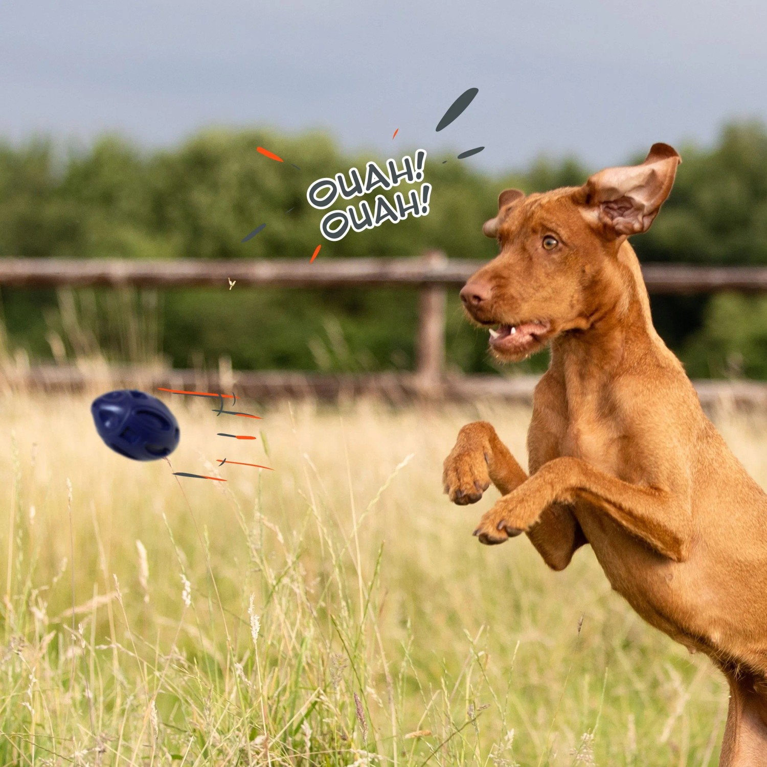 Hund springt nach blauem Petsation Kauspielzeug Ball, ein Intelligenzspielzeug.