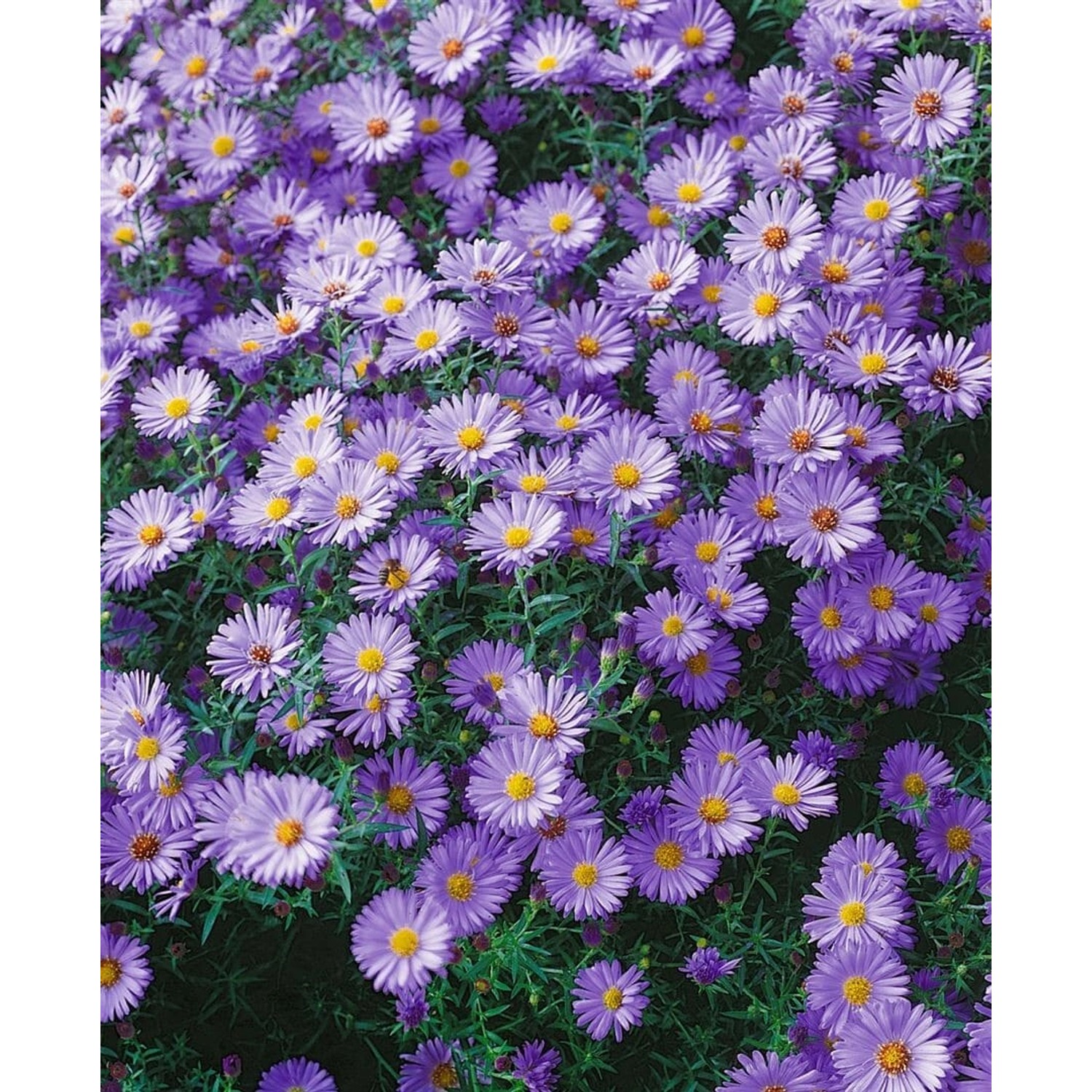Aster Dumosus Blauer Gletscher Kissenaster Ca. 9x9 cm Topf günstig online kaufen