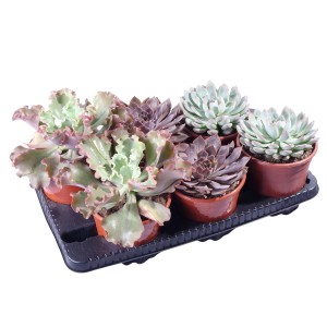 Sukkulenten-Mix im Topf (Ø 17cm) mit verschiedenen Formen und Farben auf einem schwarzen Tablett.