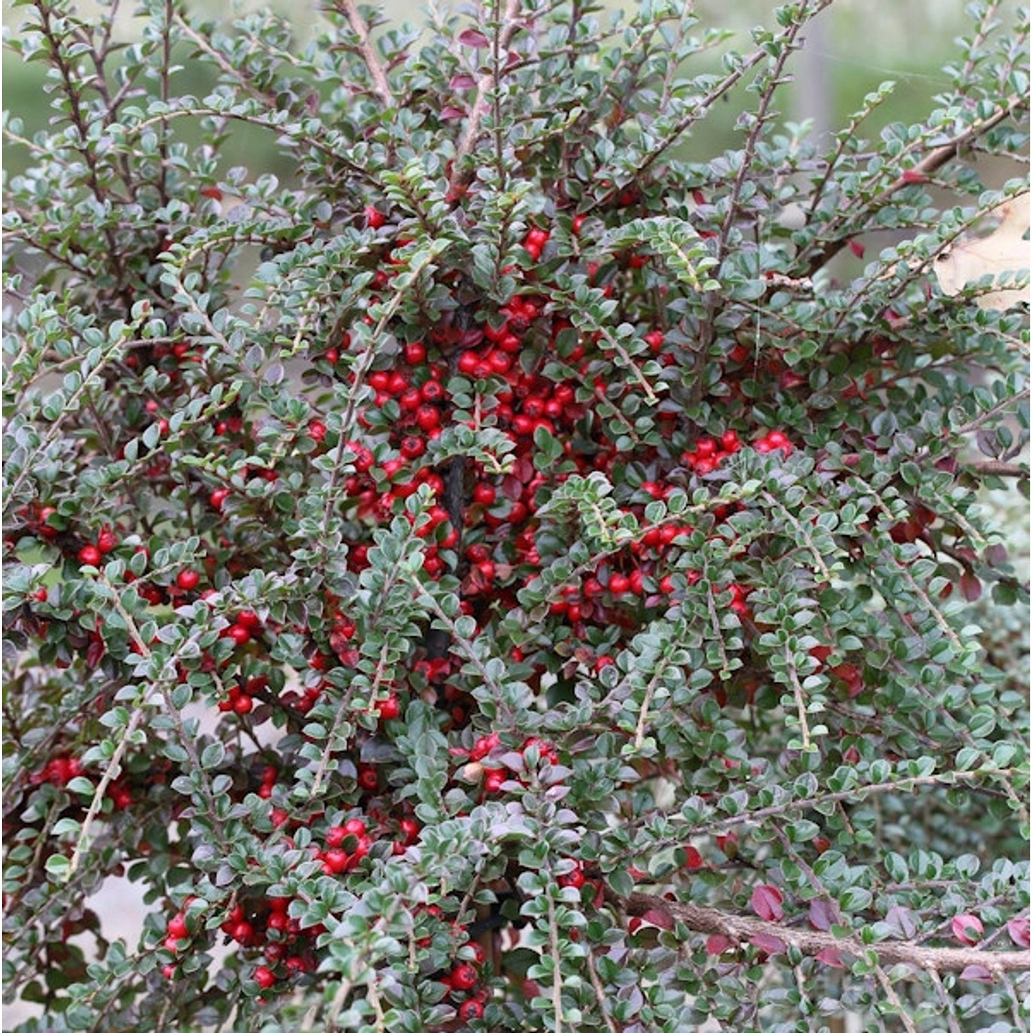 Fächer Felsenmispel 30-40cm - Cotoneaster horizontalis günstig online kaufen