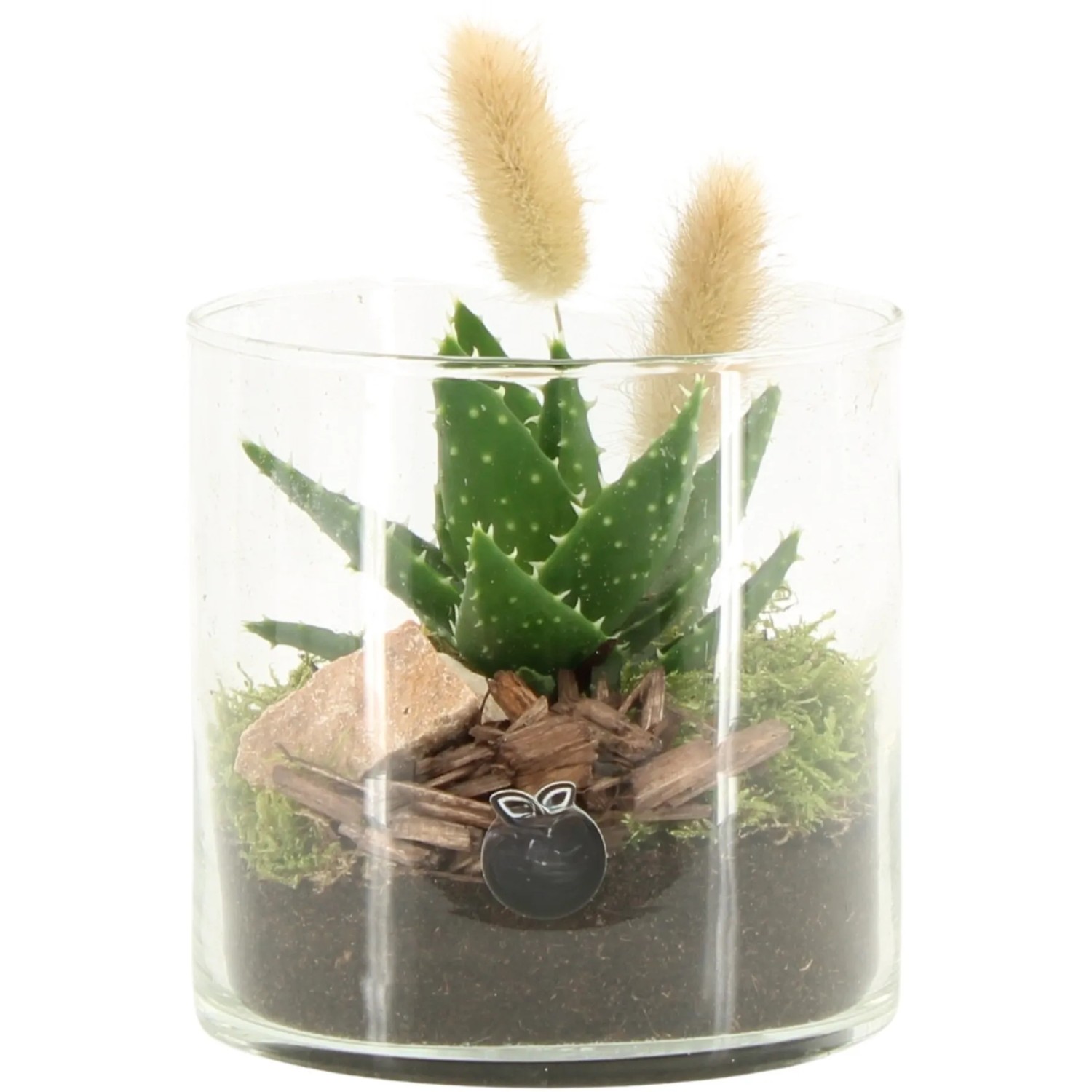 Aloe Pflanze Sukkulente im Glas Topf  12 cm pflegeleicht Wohnzimmer kaufen  bei OBI
