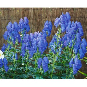 Herbst-Eisenhut Arendsii mit tiefblauen Blüten im 9x9 cm Topf.