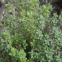 Thymian Saatgut ca. 0,5 g Aromatisch_2