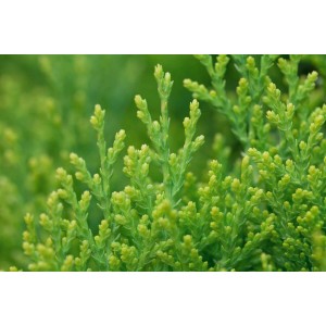 Detailaufnahme der goldgelben Thuja 'Aurea Nana', einer immergrünen Heckenpflanze für Garten und Kübel.