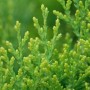 Detailaufnahme der goldgelben Thuja 'Aurea Nana', einer immergrünen Heckenpflanze für Garten und Kübel.