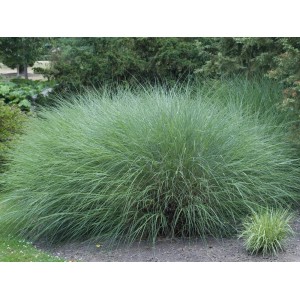 GROW by OBI Chinaschilf Gracillimus im Topf, dekoratives Ziergras mit filigranen Halmen.