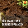 Compo Bio Pflanzerde torffrei 70 l_5