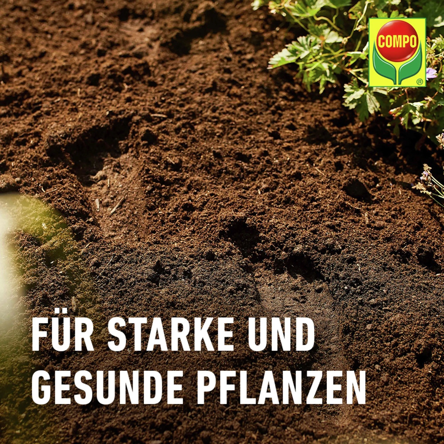 Compo Bio Pflanzerde torffrei 70 l_5