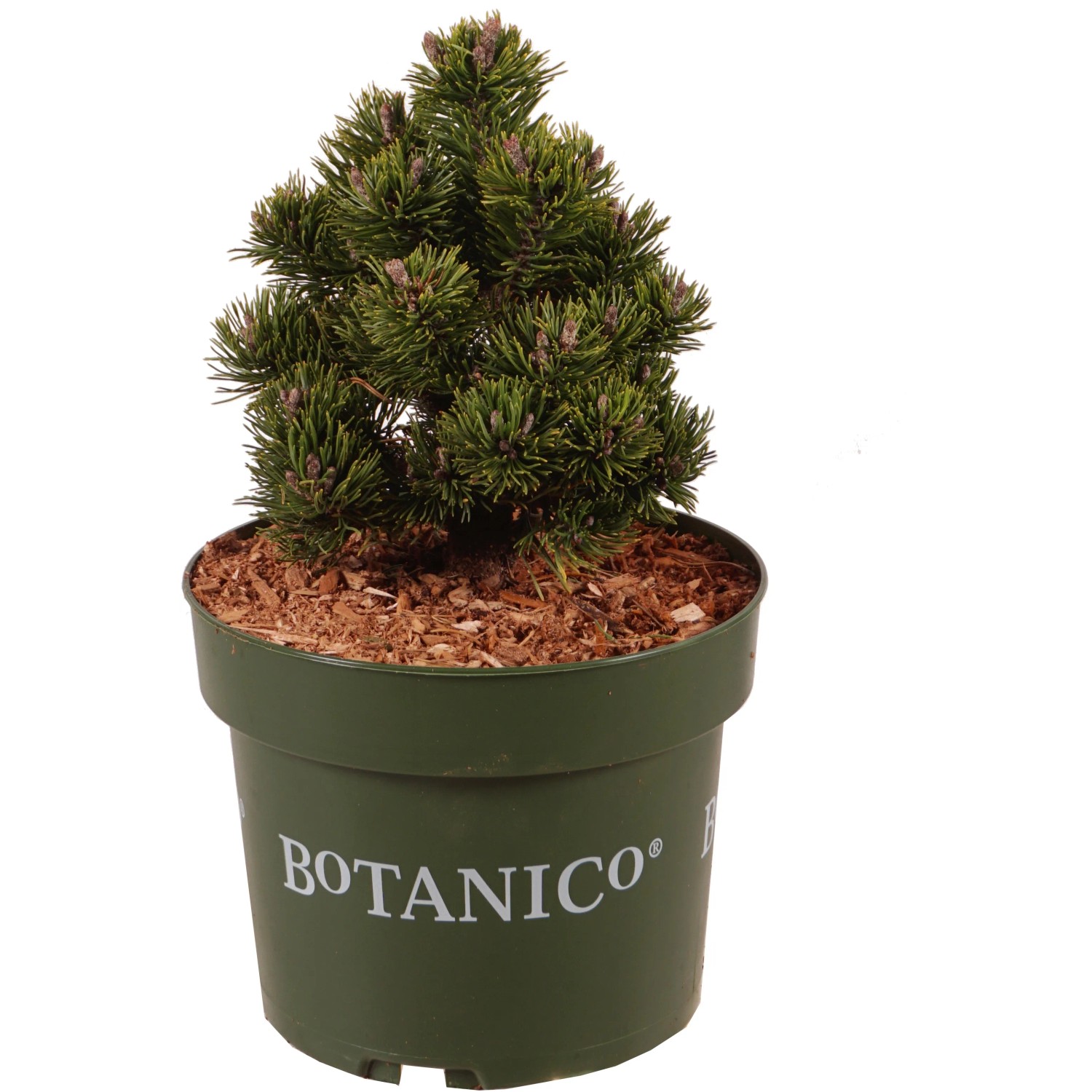 Bergkiefer "Picobello" Höhe ca. 20 cm Topf ca. 4 l Pinus mugo