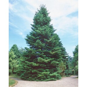 Grüne Abies Grandis Tanne (125–150 cm) im Garten, Hausbaum mit dichten Nadeln.