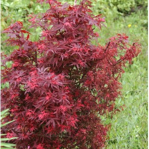 Zwergahorn Shaina (Acer palmatum) mit roten Blättern, ca. 60-80cm hoch.