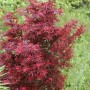 Zwergahorn Shaina (Acer palmatum) mit roten Blättern, ca. 60-80cm hoch.