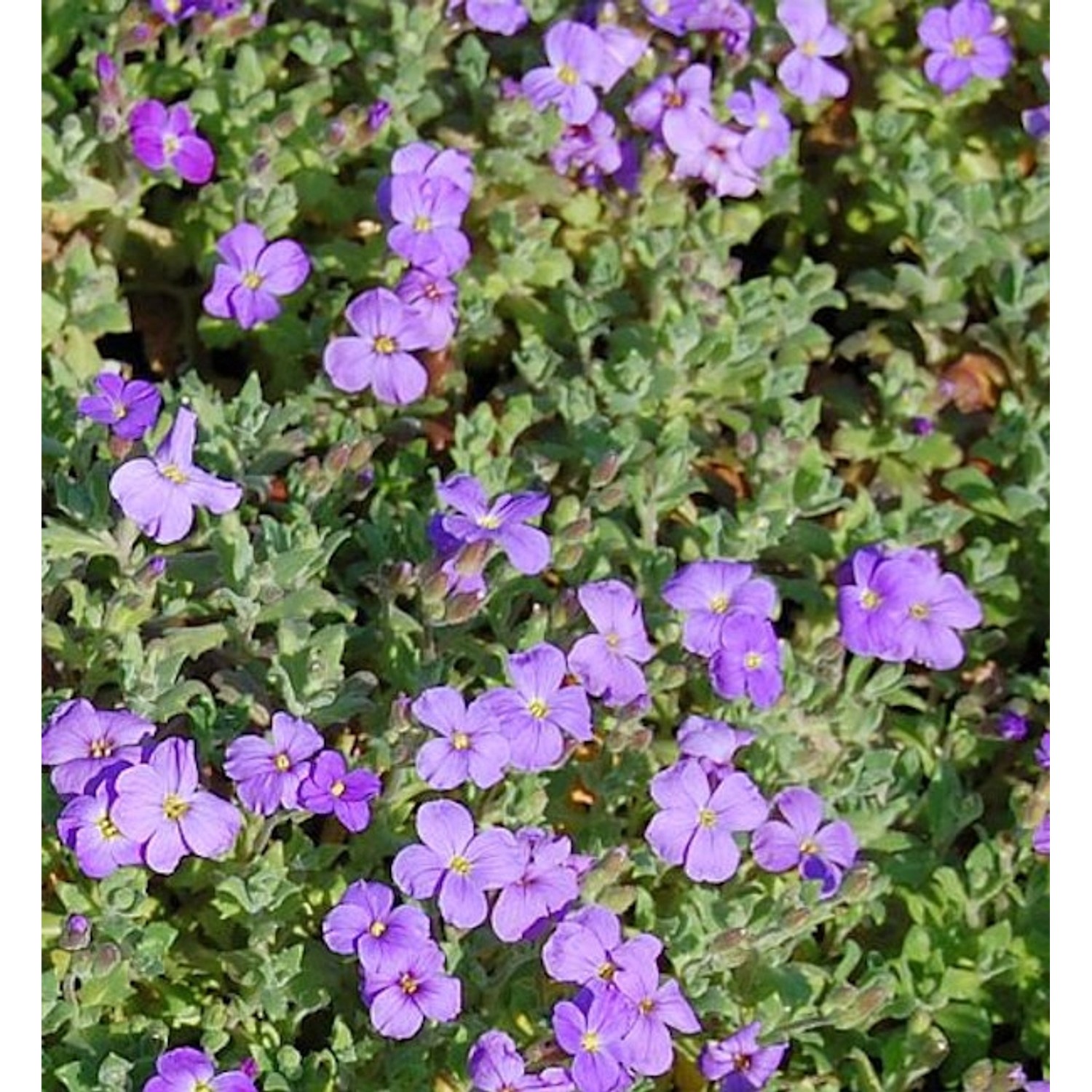 Blaukissen Cascade Blau - Aubrieta cultorum günstig online kaufen