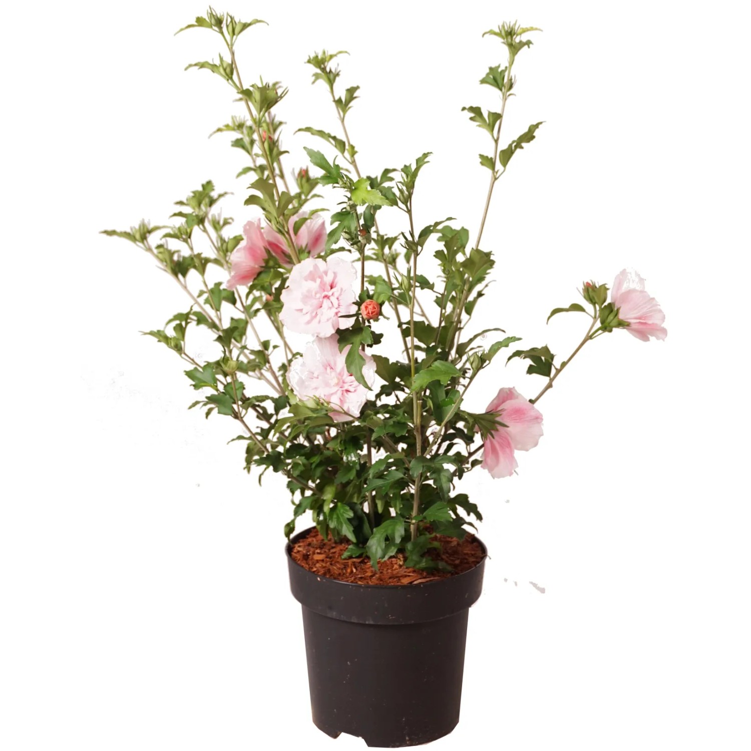 GROW by OBI Hibiskus Höhe ca. 40 cm Topf 2,8 l Hibiscus syriacus Pink Chiffon