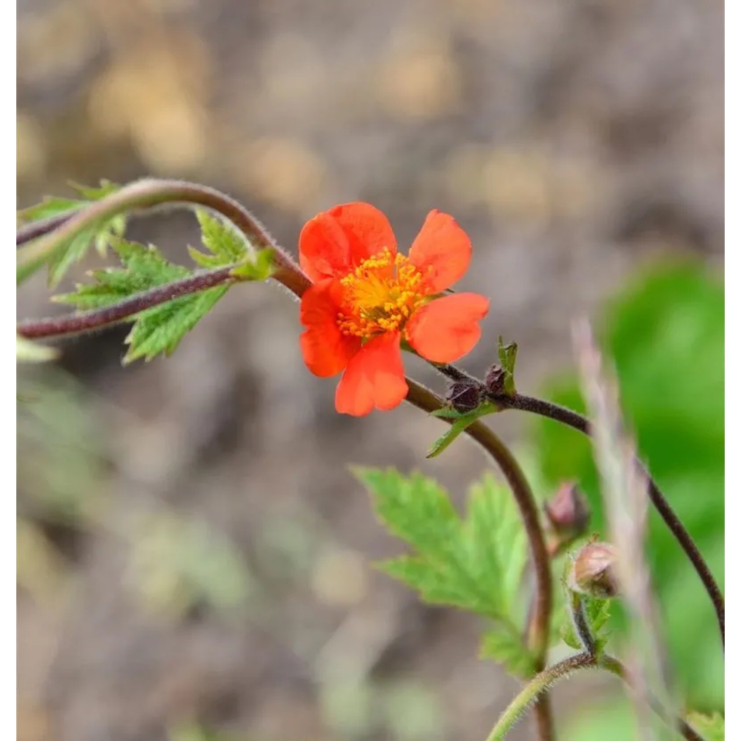 Nelkenwurz Prinses Juliana - Geum chiloense