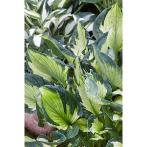 Buschige Hosta Funkie 'Whirlwind' mit grün-cremeweißen Blättern im 11x11 cm Topf.