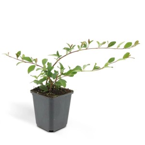 Zwergmispel 'Exotenherz' im 9cm Topf, ein Bodendecker mit grünen Blättern.