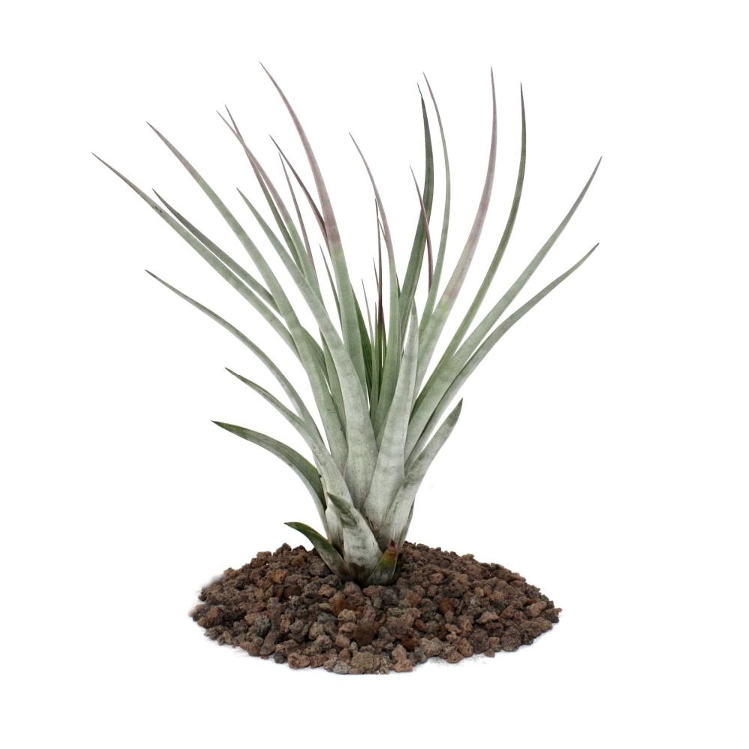 Exotenherz Tillandsia Fasciculata Lose Pflanze Groß