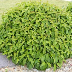 Hartriegel 'Kelseyi' Cornus sericea 30 bis 40 cm im Container Kompakt Wachsend