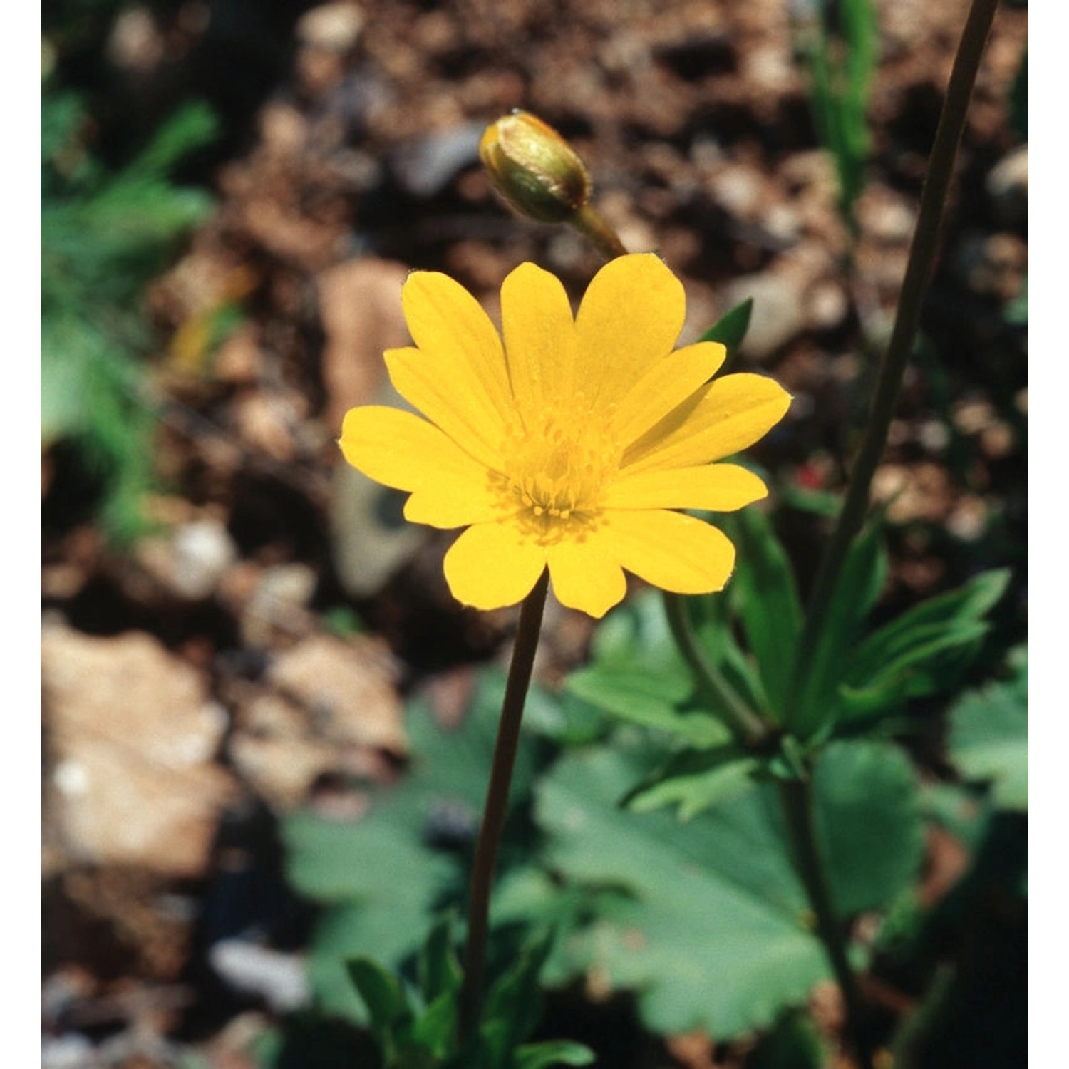 Iberische Fruehlingsanemone - Anemone palmata günstig online kaufen