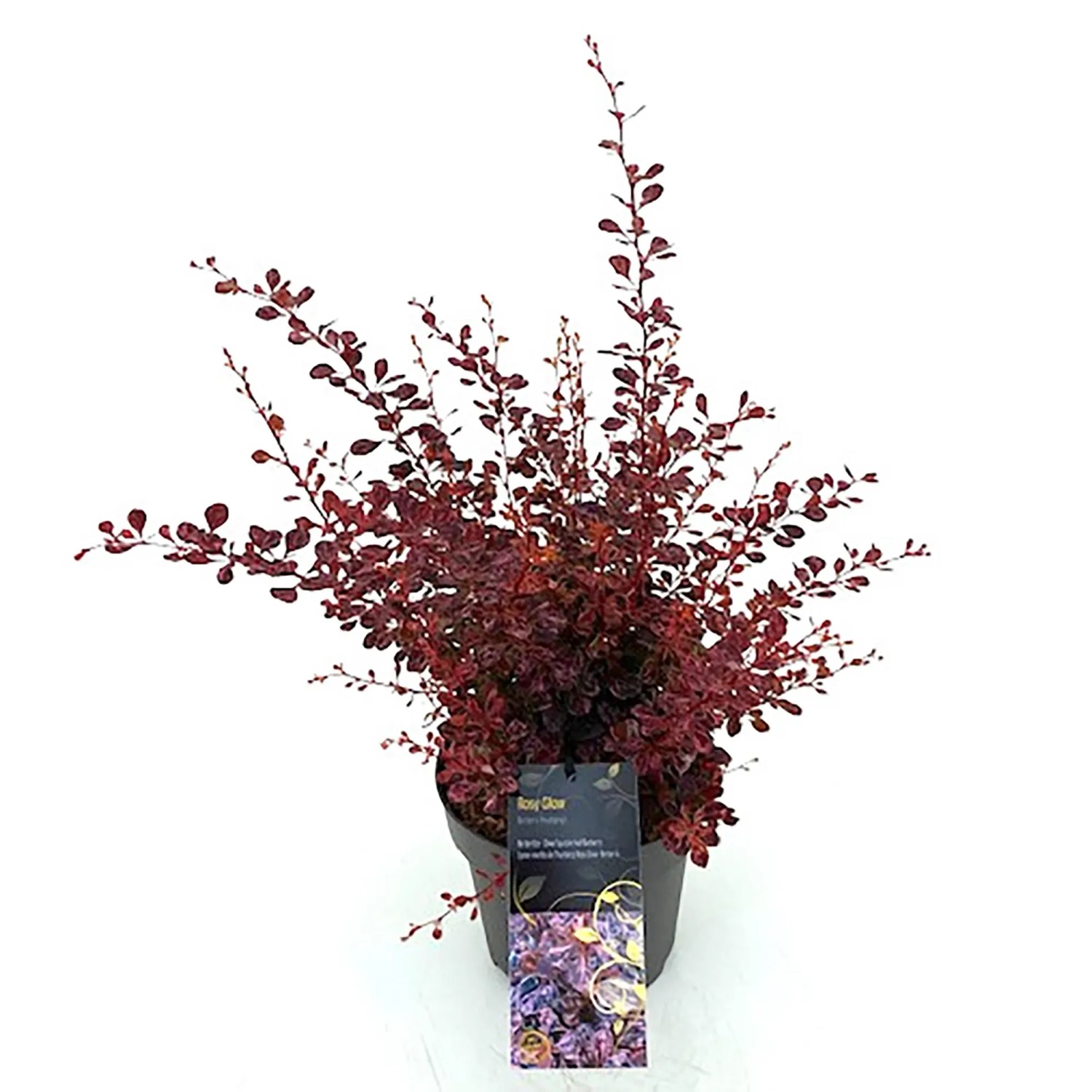 GROW by OBI Rote Berberitze Rose Glow Höhe ca. 20-30 cm Berberis thunbergii