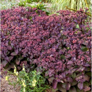 Große Fetthenne 'Cherry Chocolate' (Sedum telephium) im Gartenbeet, purpurfarbene Blätter und Blüten.